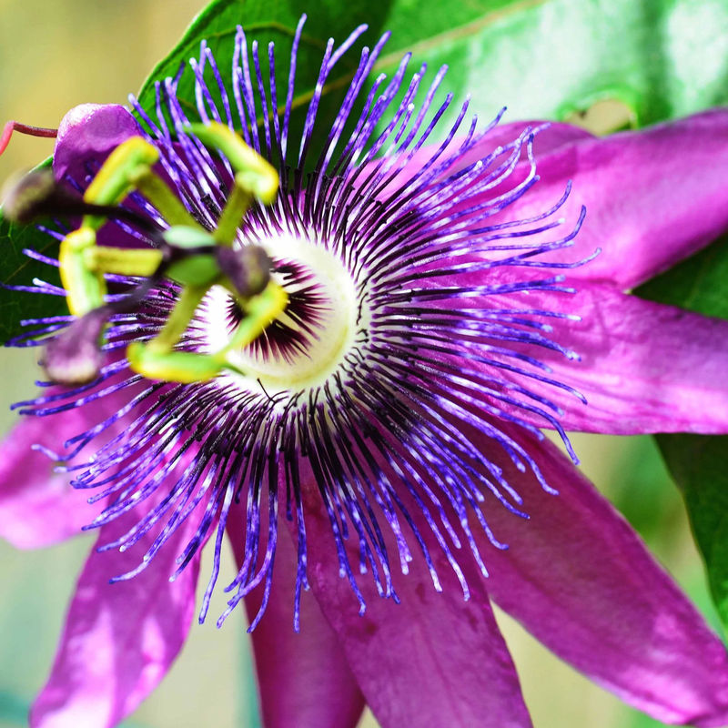 Passionsblume Lavender Lady