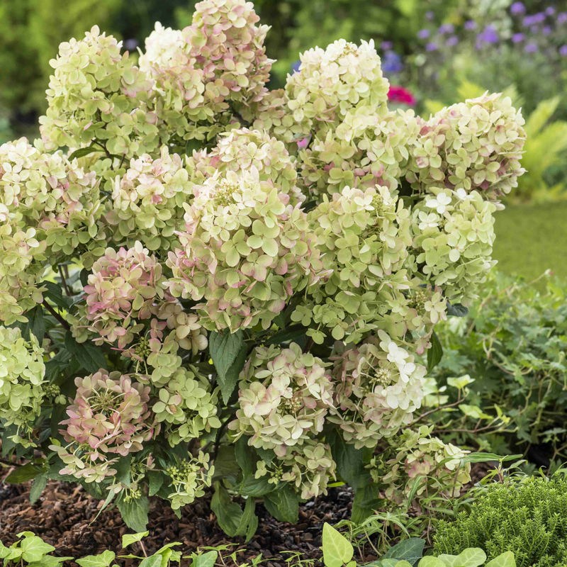 Hortensie PETITE® Star