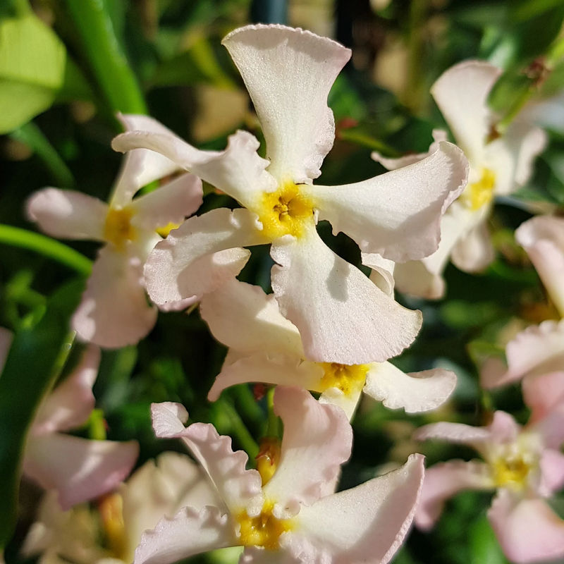 Sternjasmin Pink Showers