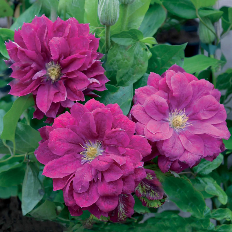 Waldrebe Red star