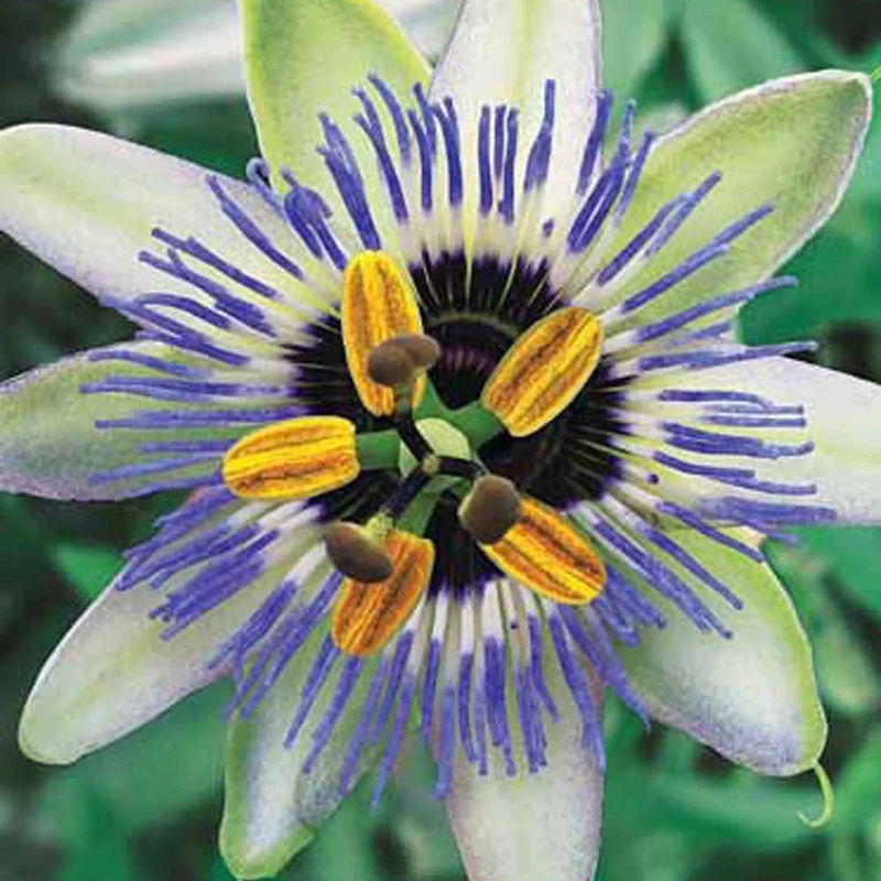 Passionsblume Blue Sky
