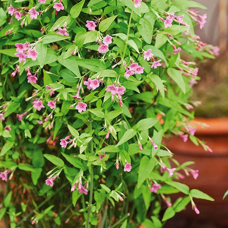 Rosa Jasmin
