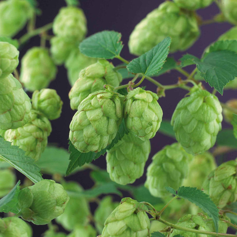 Hopfen 'Magnum'