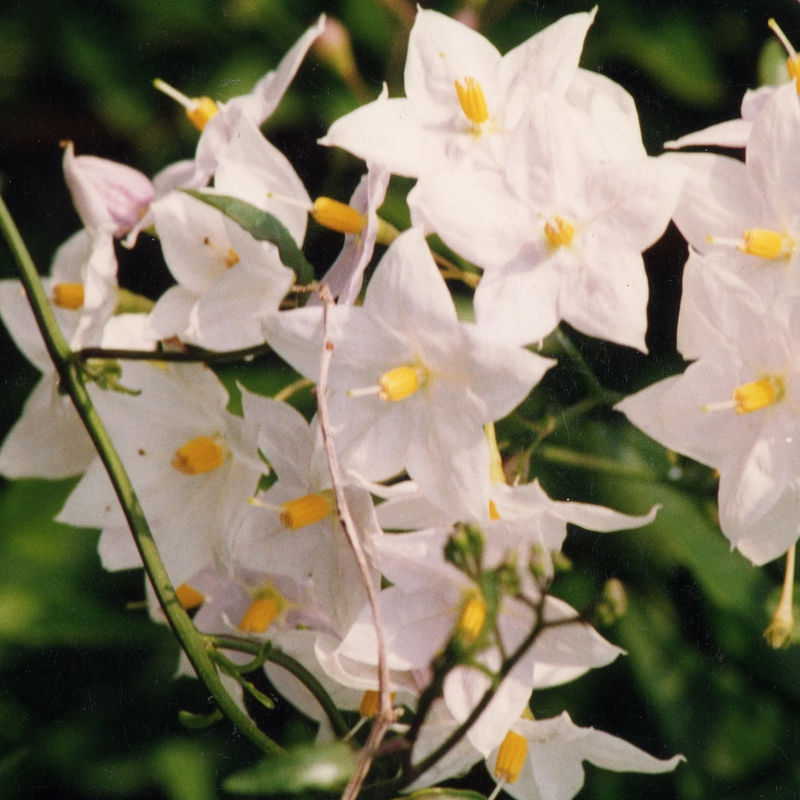 Sommerjasmin Morelle