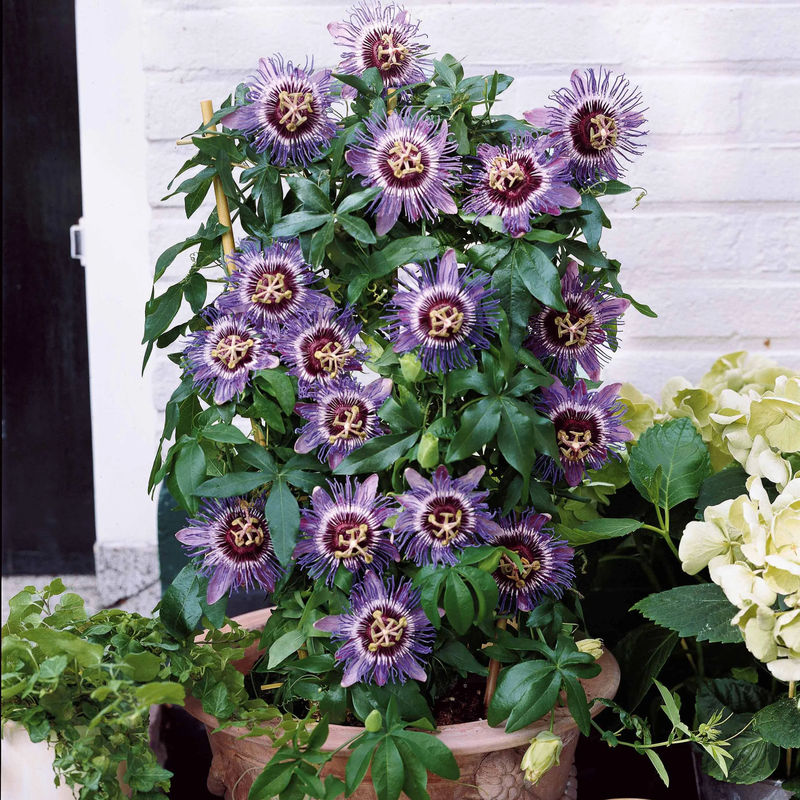 Passionsblume 'Purple Rain'
