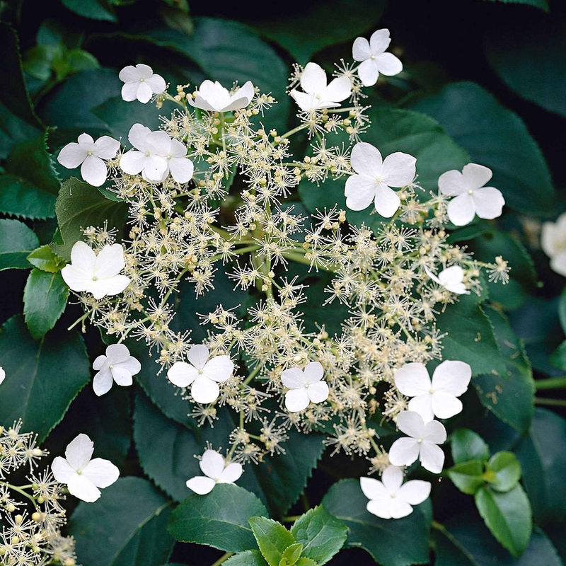 Kletterhortensie - Title:Der topf / 2L / Lieferhöhe 40-50cm