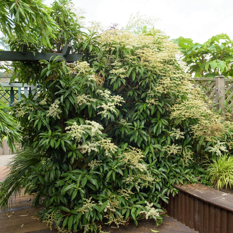 Immer grune Kletterhortensie