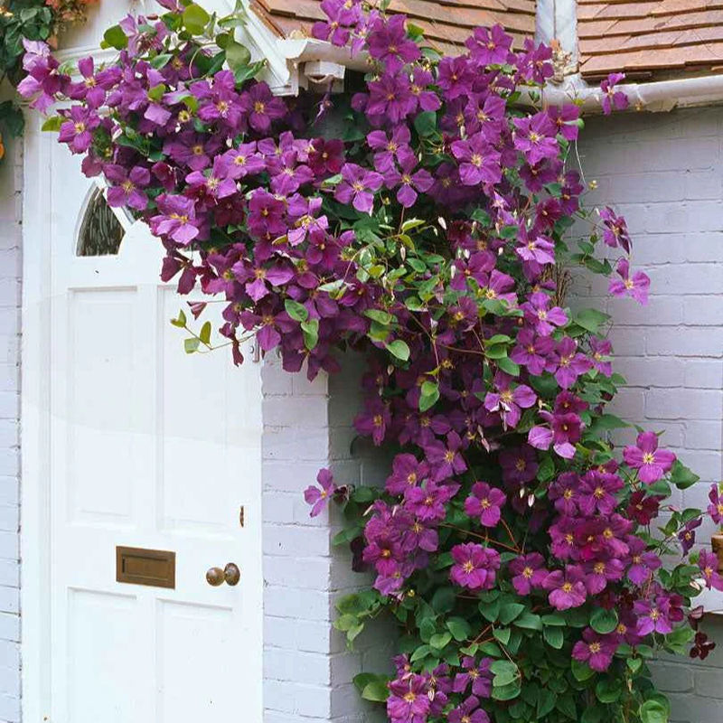 Waldrebe 'Jackmanii'