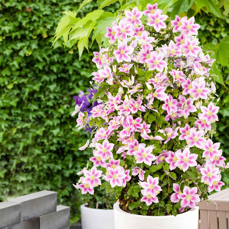 Clematis 'Piilu' - Title:Der topf / 2L / Lieferhöhe 40-50cm