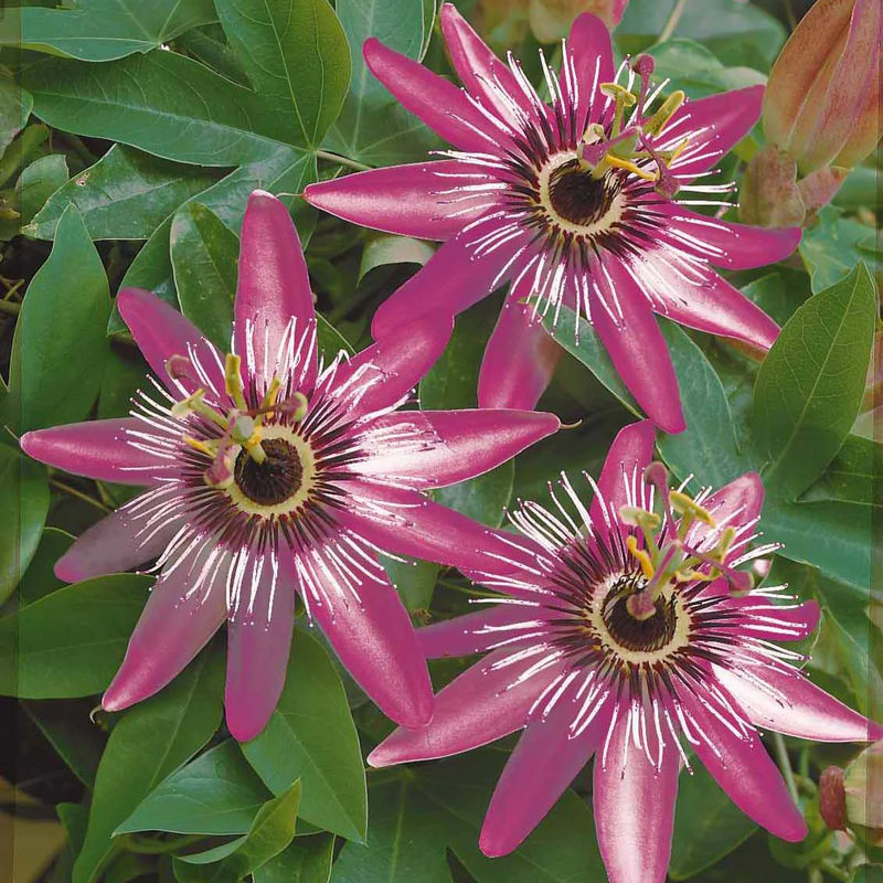 Passionsblume Victoria