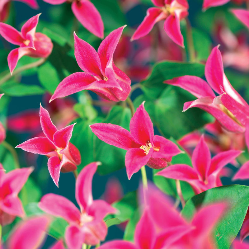 Waldrebe Lady Diana ®
