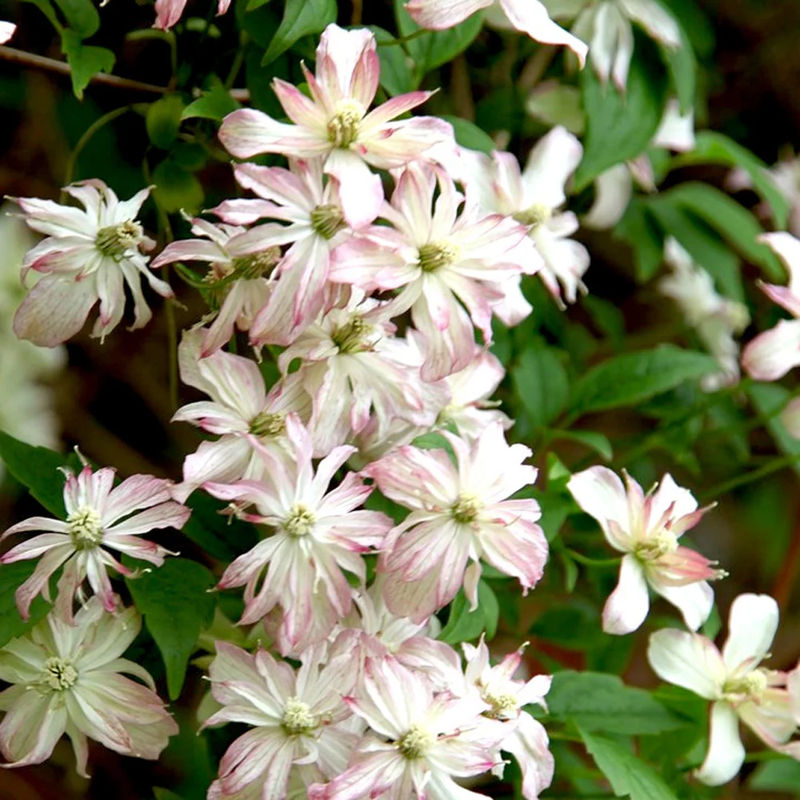 Waldrebe Berg Marjorie