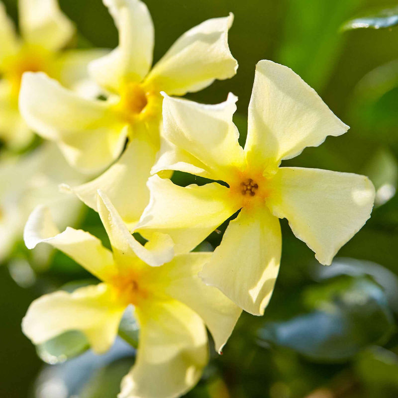 Sternjasmin 'Star of Toscane' - Title:Der topf / 2L / Lieferhöhe 40-50cm