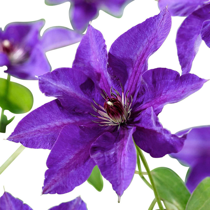 Clematis 'The President'