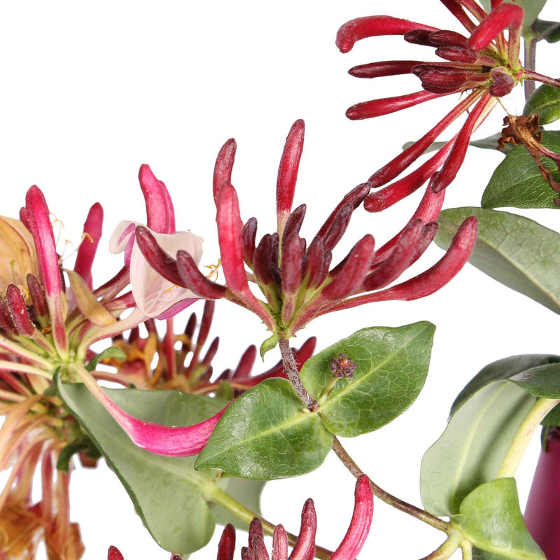 Geißblatt 'Copper Beauty'