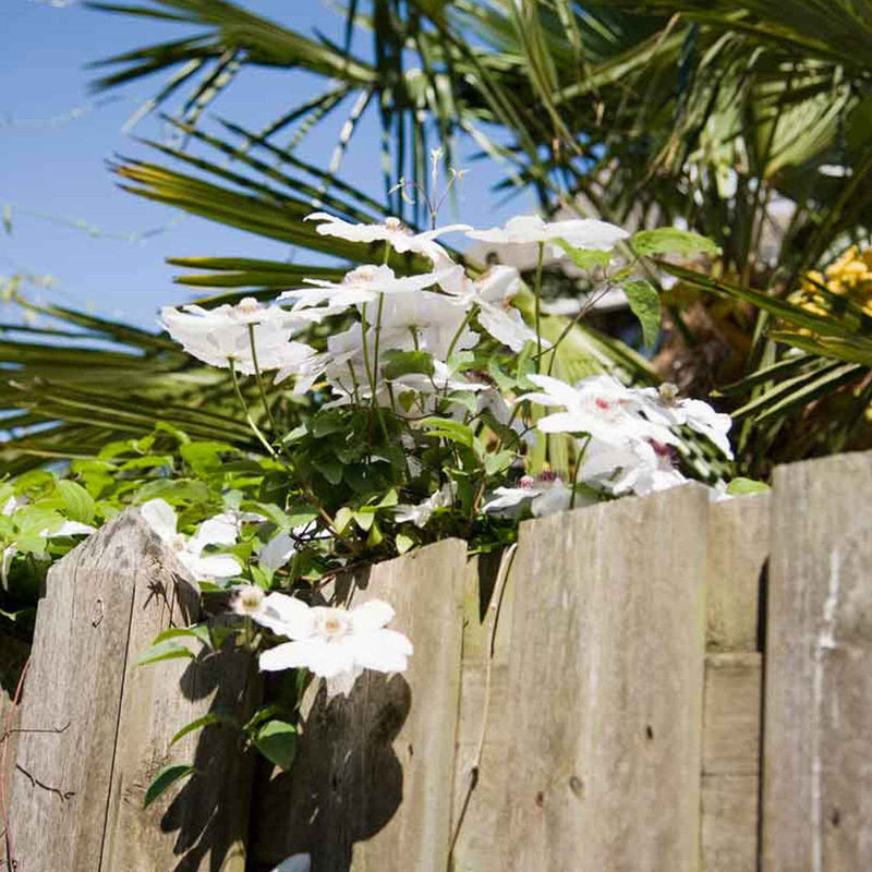 Clematis 'Miss Bateman'