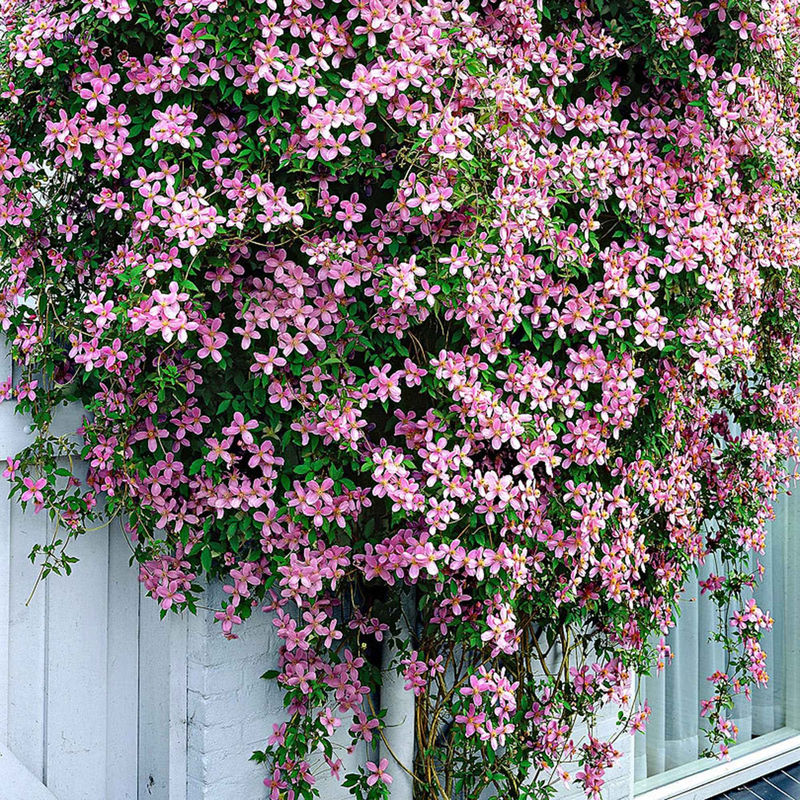 Waldrebe 'Rubens'
