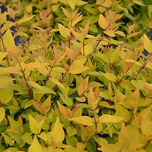 Abelia Golden Touche® BMR Golden
