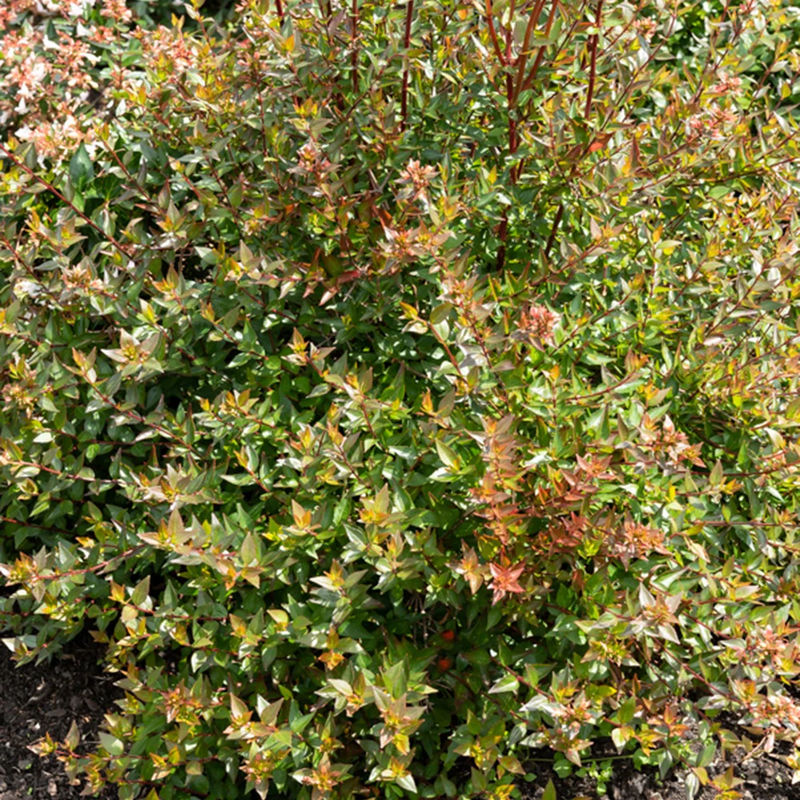 Abelia Sherwood