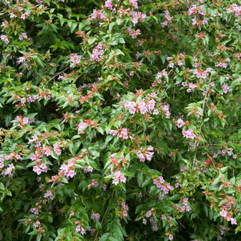 Abelia Edouard Goucher