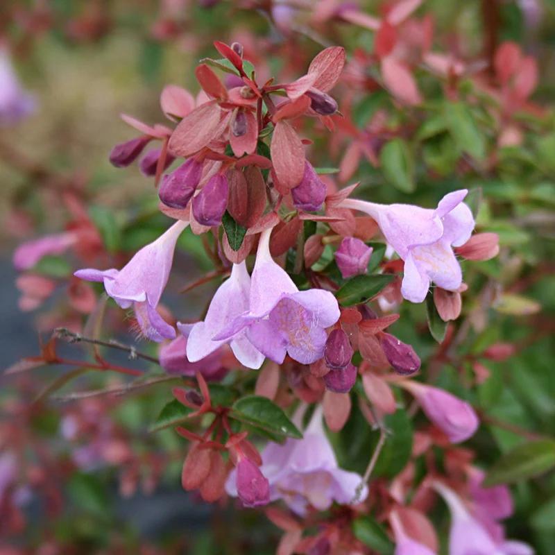 Abelia Pink Pong