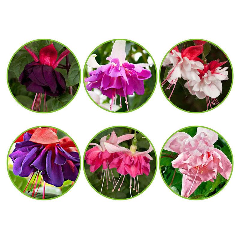 Fuchsia Mischung 'All in One' (x6)