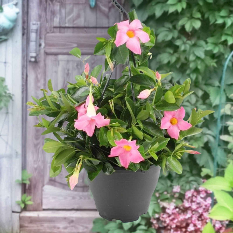 Dipladenie rosa
