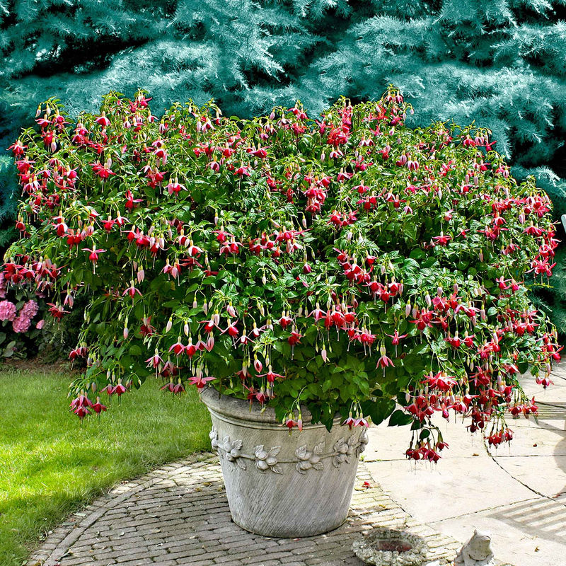 Fuchsia 'Celia Smedley' (x3)