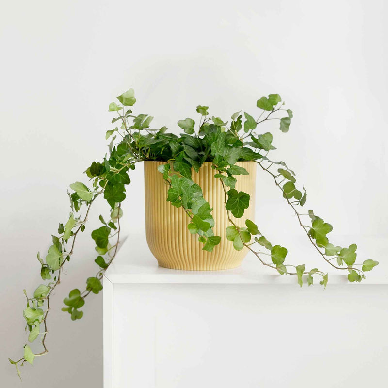 Efeu 'Wonder' - Title:Der topf / Ø 13cm / Lieferhöhe 25-30cm