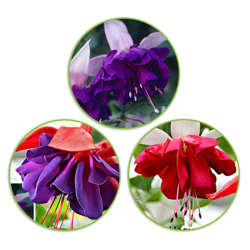 Fuchsien Mischung 'Seventh Heaven' + 'Voodoo' + 'Royal Mosaic' (x3)