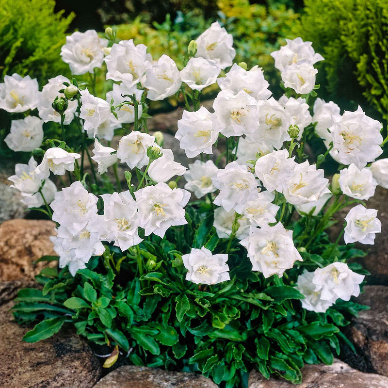 Campanula 'Alba' (x3)