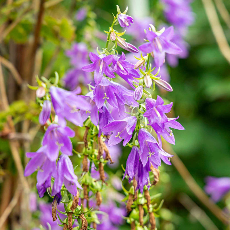 Nesselblättrige Glockenblume - Title:Der topf / Ø 9cm
