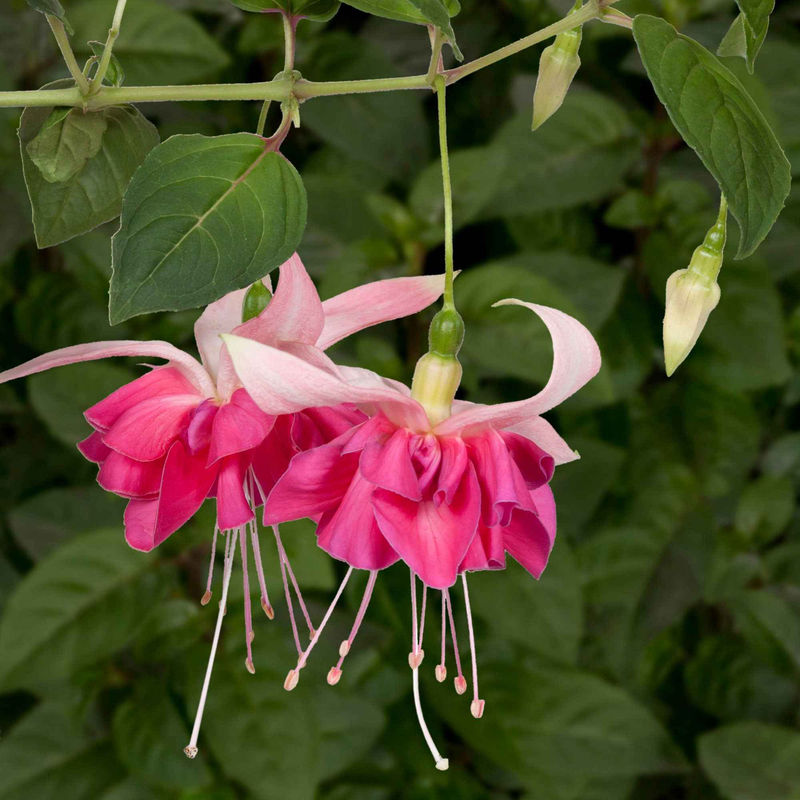 Fuchsie 'Bella Rosella' (x3)