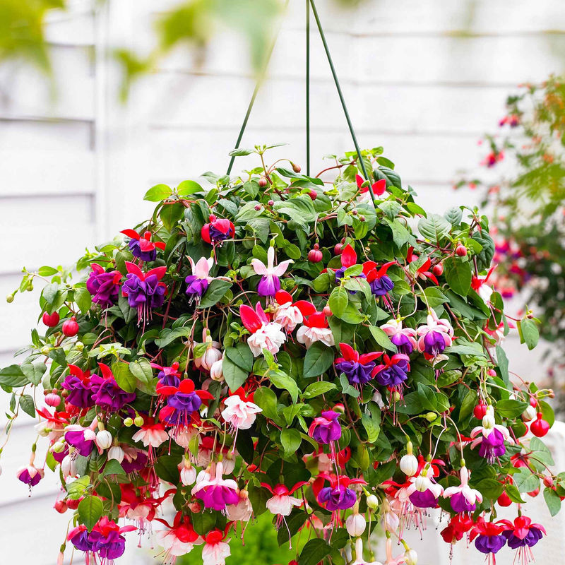 Fuchsia Mischung 'Lena' + 'Dark Eyes' + 'Swingtime' (x3)