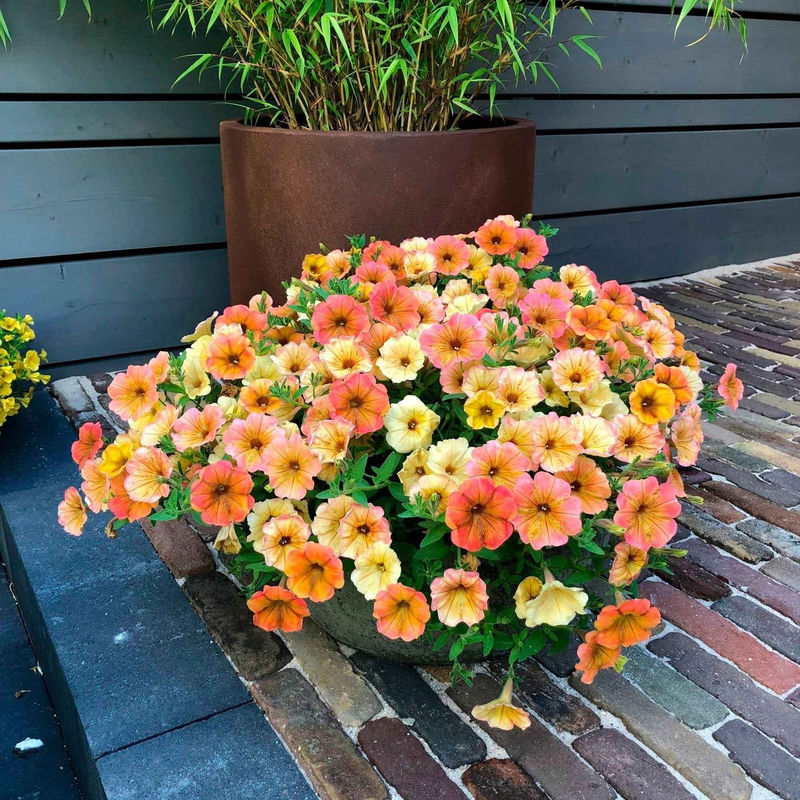 Petunie 'Cascadias Indian Summer' (x3)