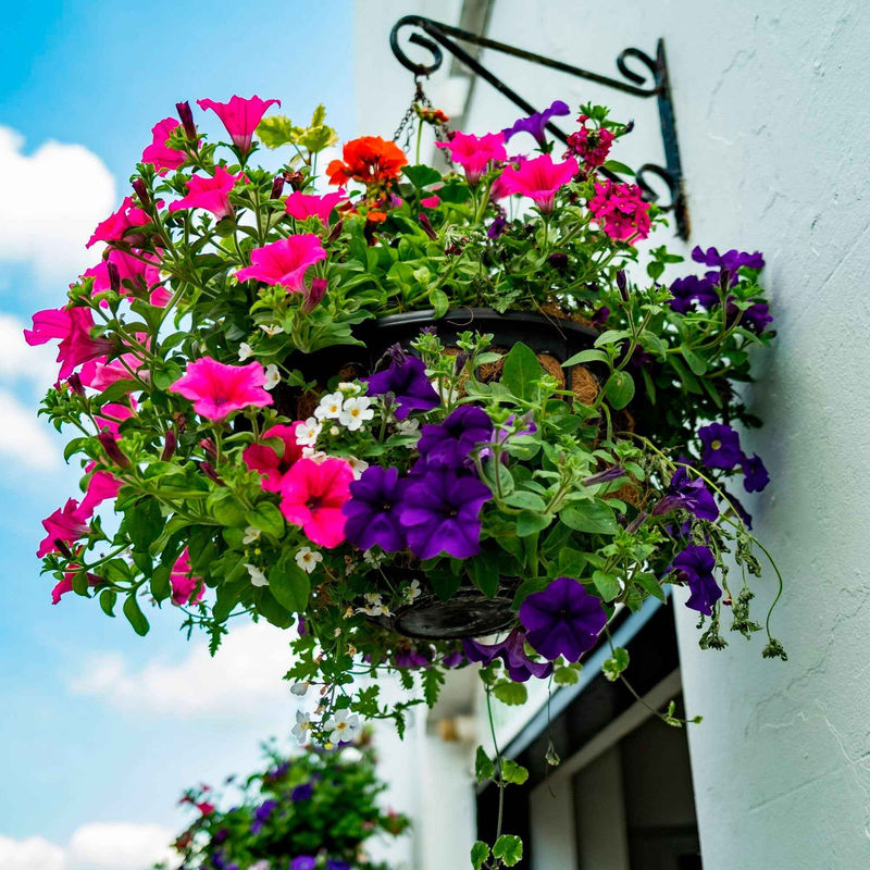 Petunien Mischung 'Alpetunia' (x3)