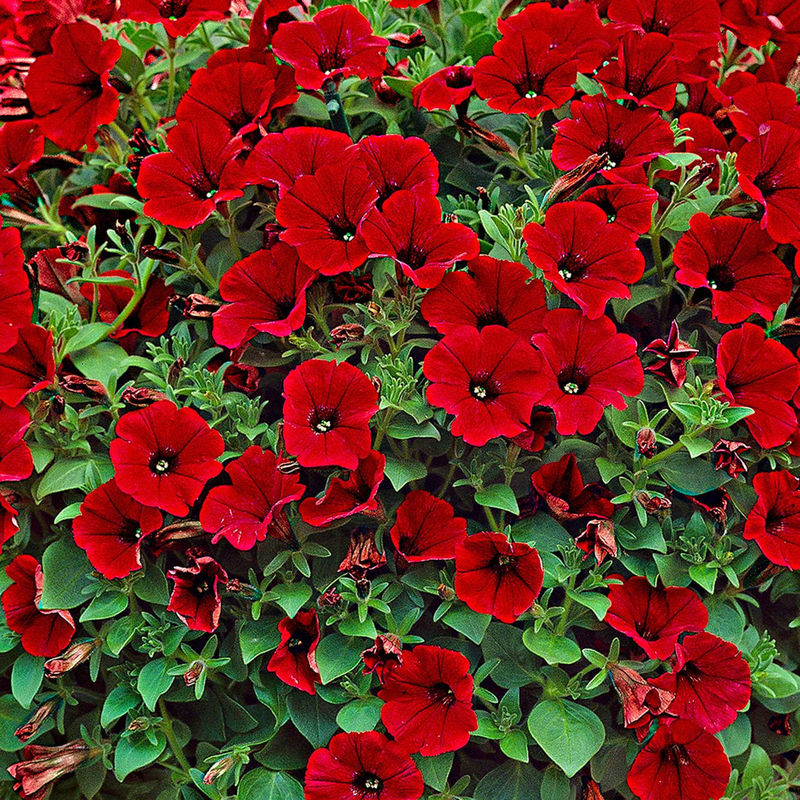 Rote Hängepetunien (x3)