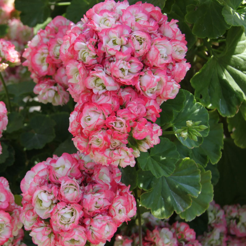 Geranie 'Appleblossom' (x3)