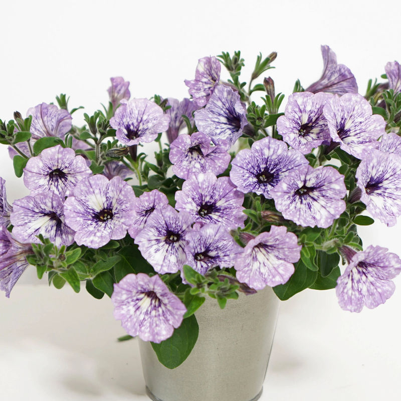 Petunie 'Lavender Sky' (x3)