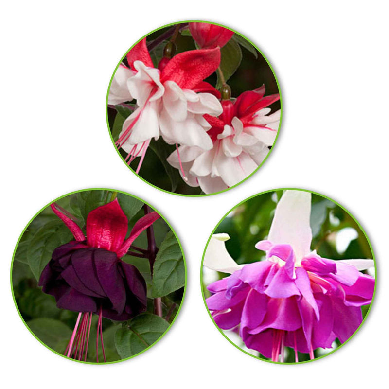 Fuchsia Mischung 'Bella Rosella' + 'Blue Angel' + 'New Millenium' (x3)