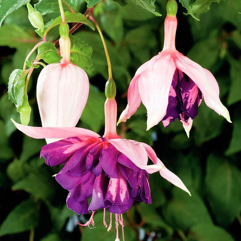 Fuchsia 'Royal Mosaic' (x3)