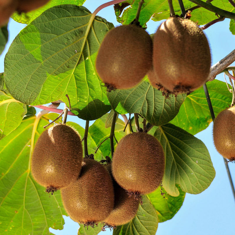 Kiwi selbstfertiler 'Solissimo'
