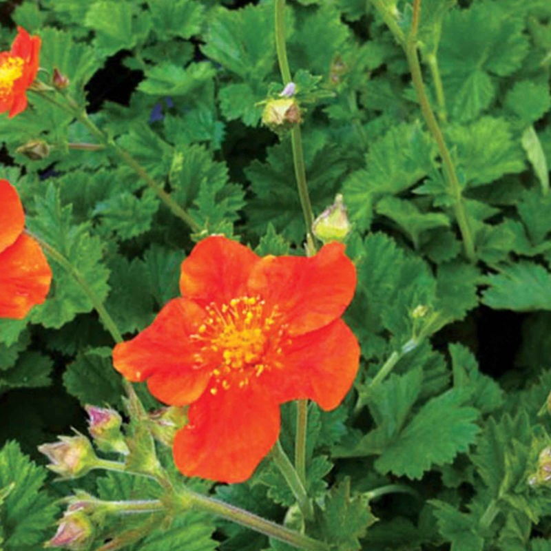 Nelkenwurz 'Borisii' (x3)