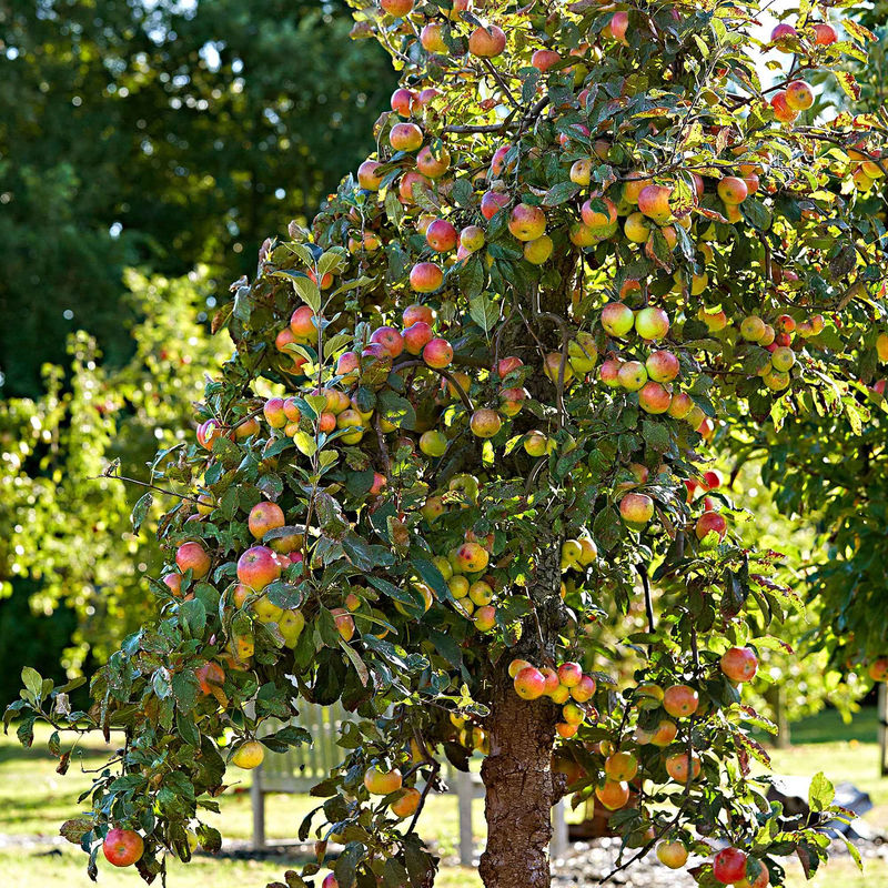 Apfelbaum 'Elstar' - Title:Der topf / 1.5L / Lieferhöhe 50-60cm