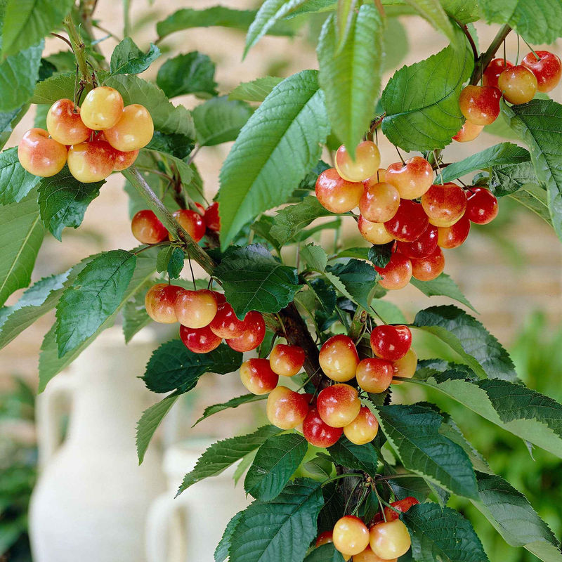 Kirschbaum 'Bigarreau Napoléon' - Title:Der topf / 3L / Lieferhöhe 80-100cm