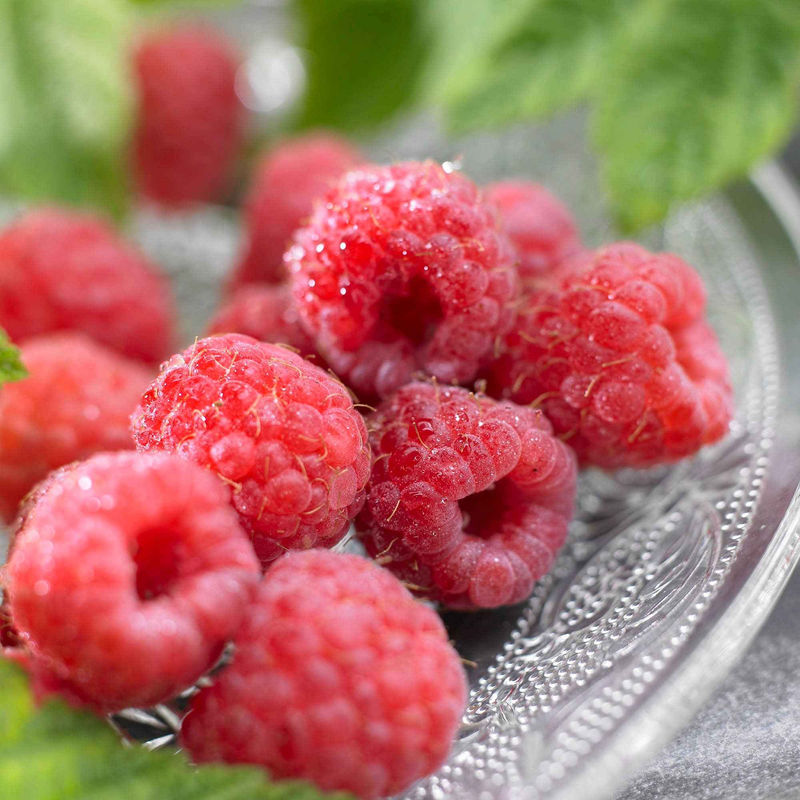 Himbeere 'Malling Promise'