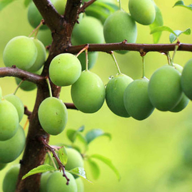 Pflaumenbaum 'Reine Claude Verte' - Title:Der wurzelballen / becher von 2 jahre / Lieferhöhe 90-130cm