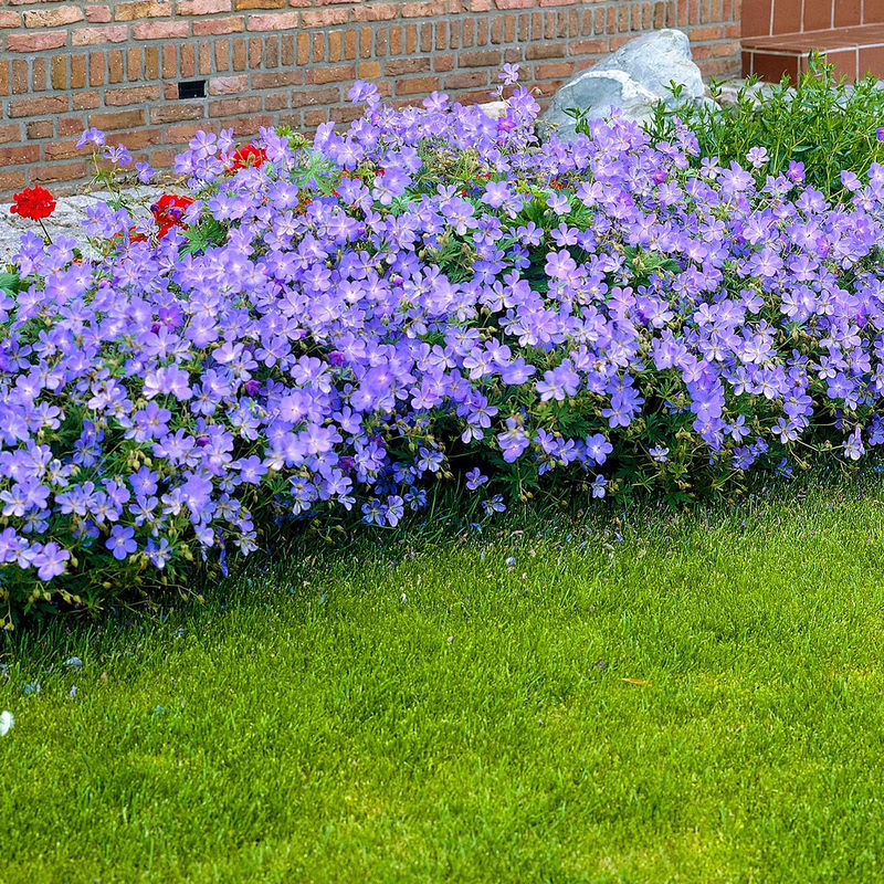 Storchschnabel 'Johnsons Blue'