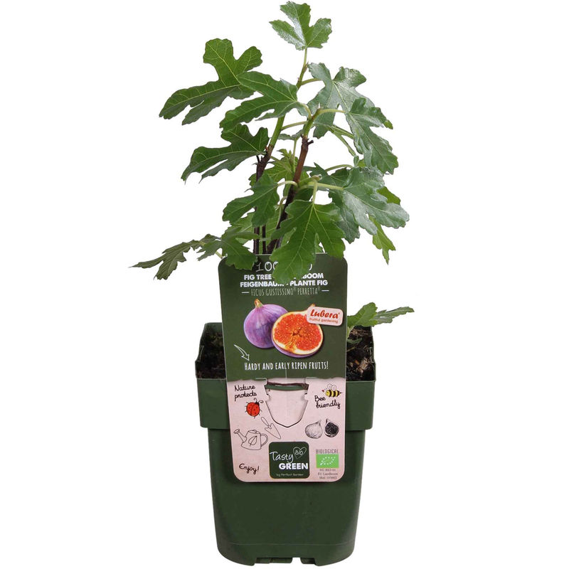 Feigenbaum Ficus carica 'Perretta' - grün-braun - Bio - Winterhart - Title:1x ↕ 30-50 cm, ø 13 cm