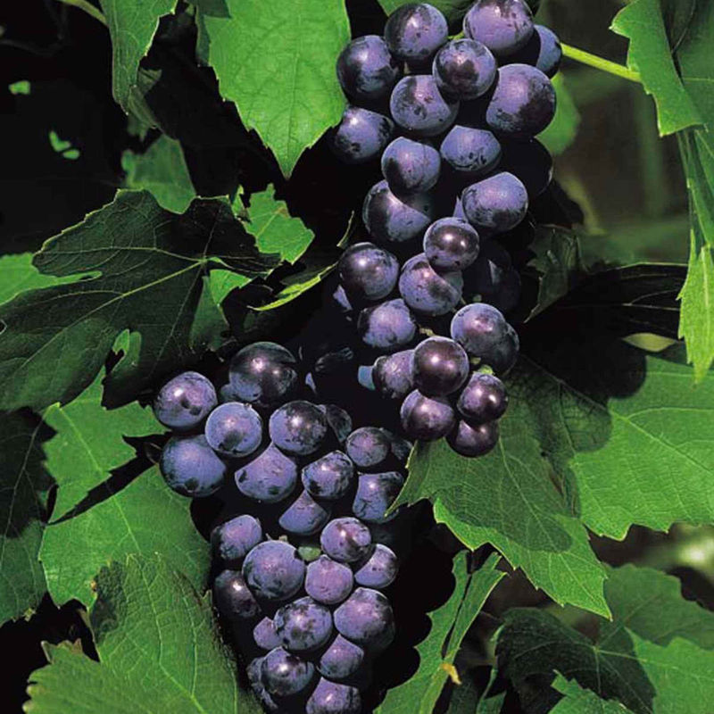 Weinrebe 'Boskoop Glory'